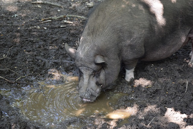 洛杉矶湖人 洛杉矶湖人
